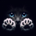 Whispers of Midnight: Enchanting Close-up of a Cat with Luminous Blue Eyes and Fluffy Paws