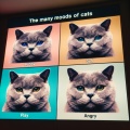 Cat-astrophic Quartet: The Many Moods of Feline Expressions