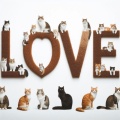 Purr-fect Love: Playful Cats Surround the Word 'LOVE' in Adorable Display