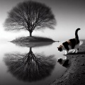 Eerie Foggy Lake with Calico Cat Reflection - Black and White Art