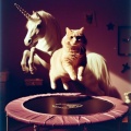 Playful White Cat Jumping on Trampoline with Unicorn in Indoor Play Room